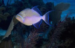 Queen Trigger on top of Bloody Bay Wall at Little Cayman. by Allan Vandeford 